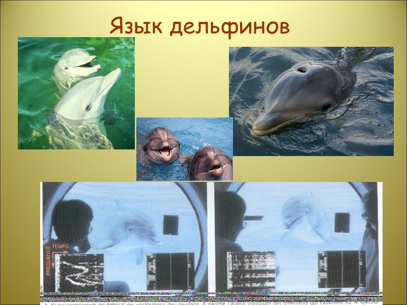 Язык дельфинов